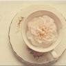 野兽之道